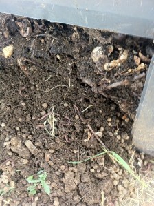 Composto com as minhocas, conseguem ver? :-)